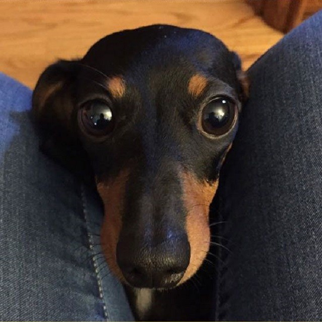 happy eyes face dachshund