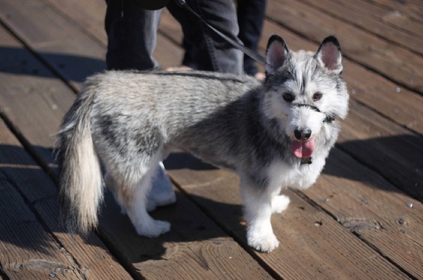Corgi and Husky Mixed Breed