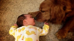 19-dog-with-babies