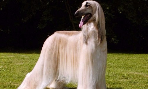 Afghan Hound - $1,200