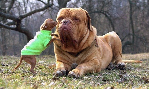 Dogue De Bordeaux - 24–26 Inches