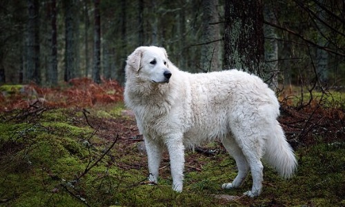 Hungarian Kuvasz - 28–30 Inches