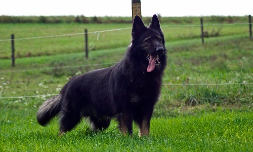 King Shepherd - 27–32 Inches