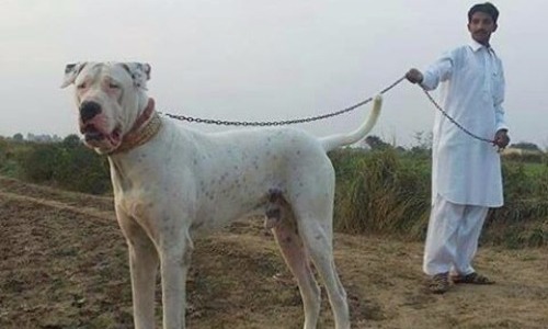 Pakistani Mastiff - 32–35 Inches