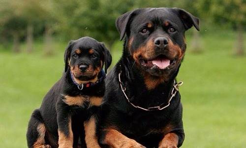 Rottweiler - $6,000