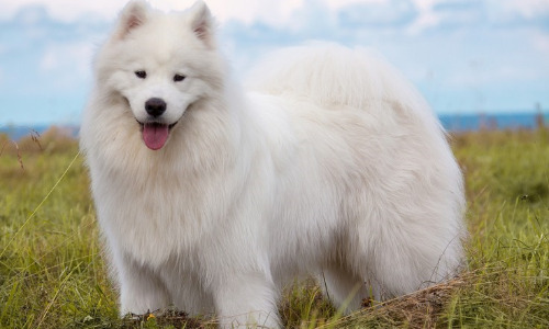 Samoyed - $10,000