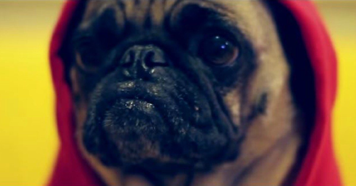 god pugs eminem rap god unofficial pug version god pugs eminem rap god unofficial pug version