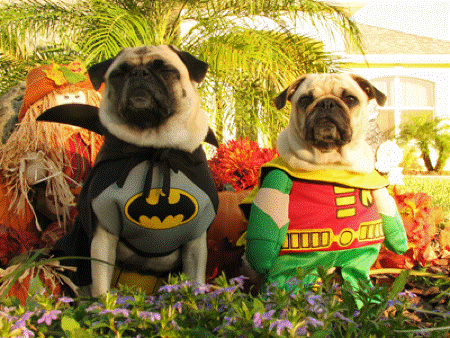 the pug song pug sings batman theme song hilarious the waggington post the pug song pug sings batman theme song hilarious the waggington post