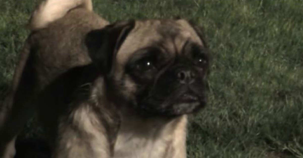 loca the pug loca the pug sings quot the pug that couldn t run quot the waggington post loca the pug loca the pug sings quot the pug that couldn t run quot the waggington post