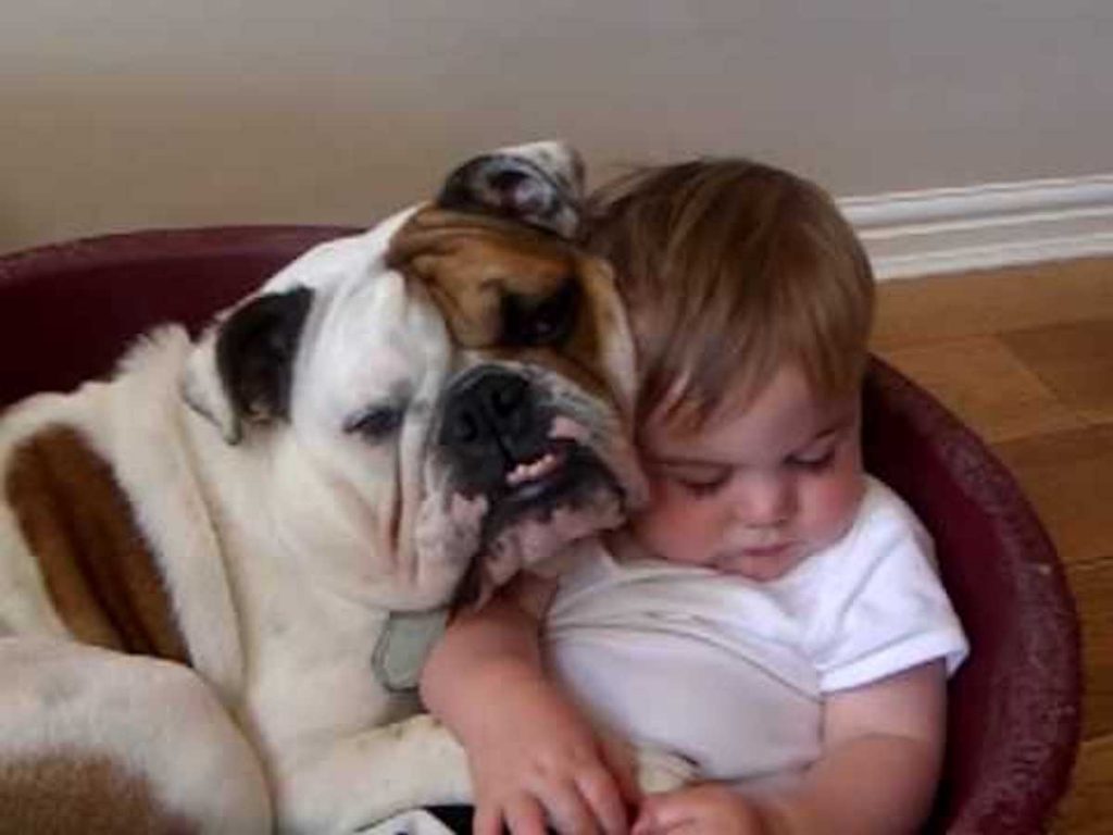 Bulldog and a Baby