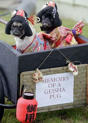 Geisha pugs ♥