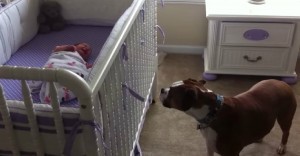 boxer responds to baby cry