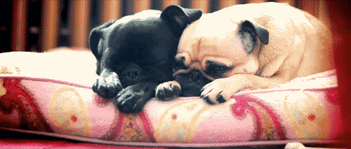 A pair of pugs cuddling