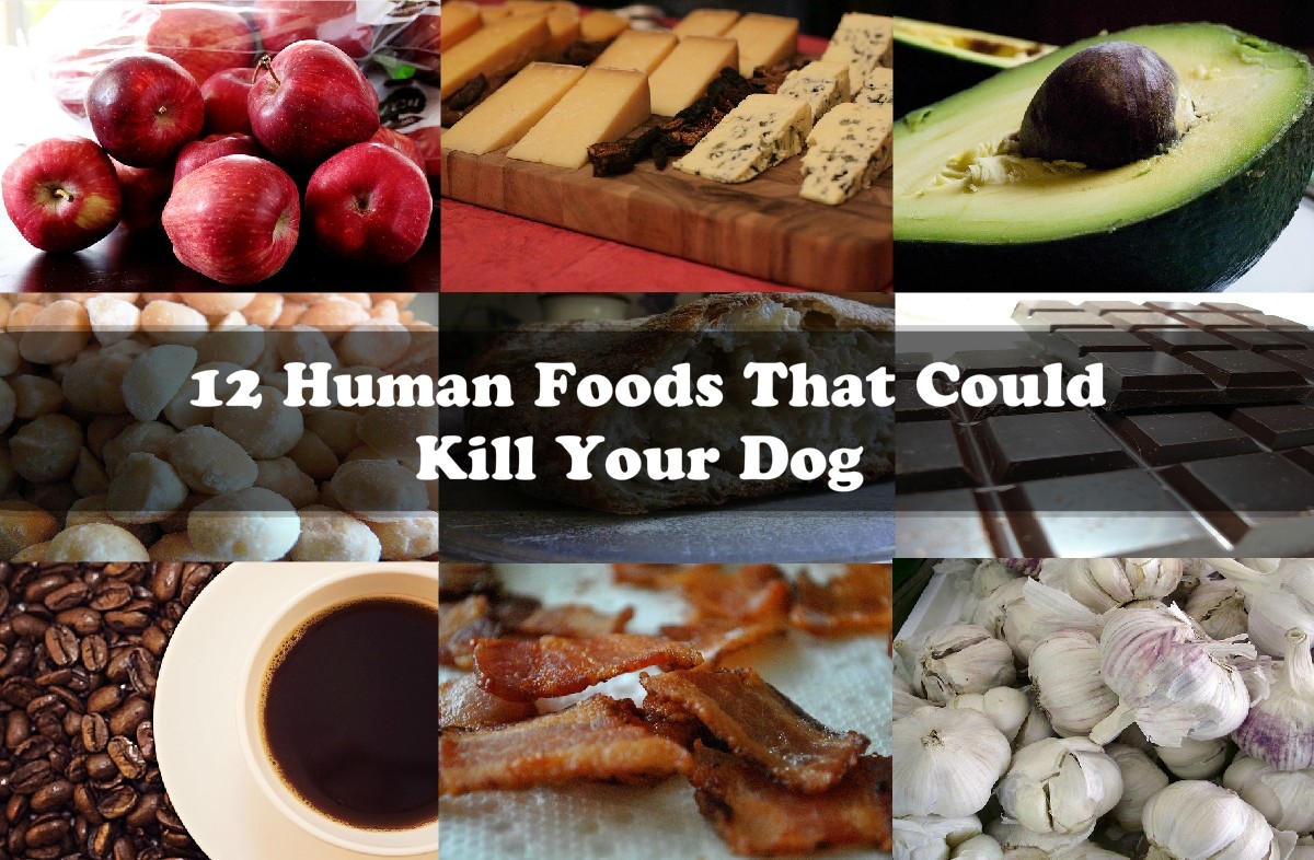 12 Human Foods That Could Kill Your Dog The Waggington Post