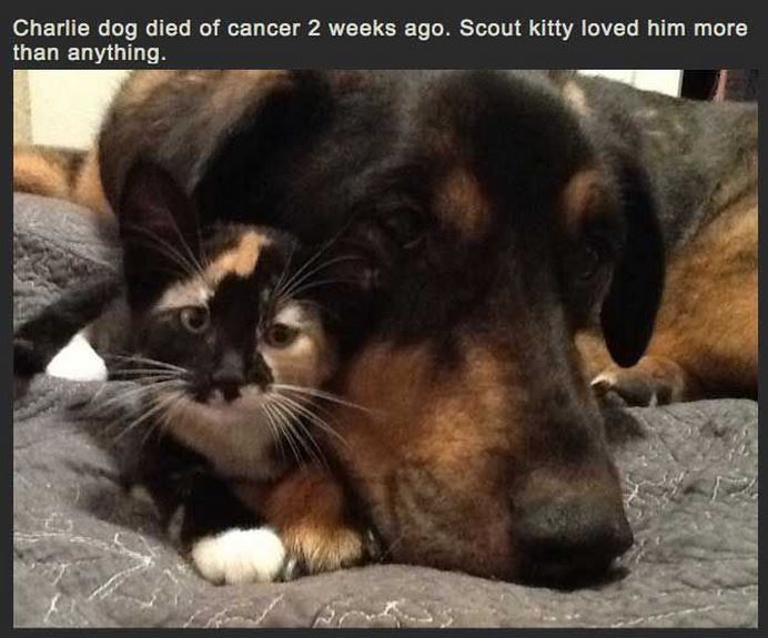 Charlie dog died of cancer 2 weeks ago. Scout kitty loved him more than anything.