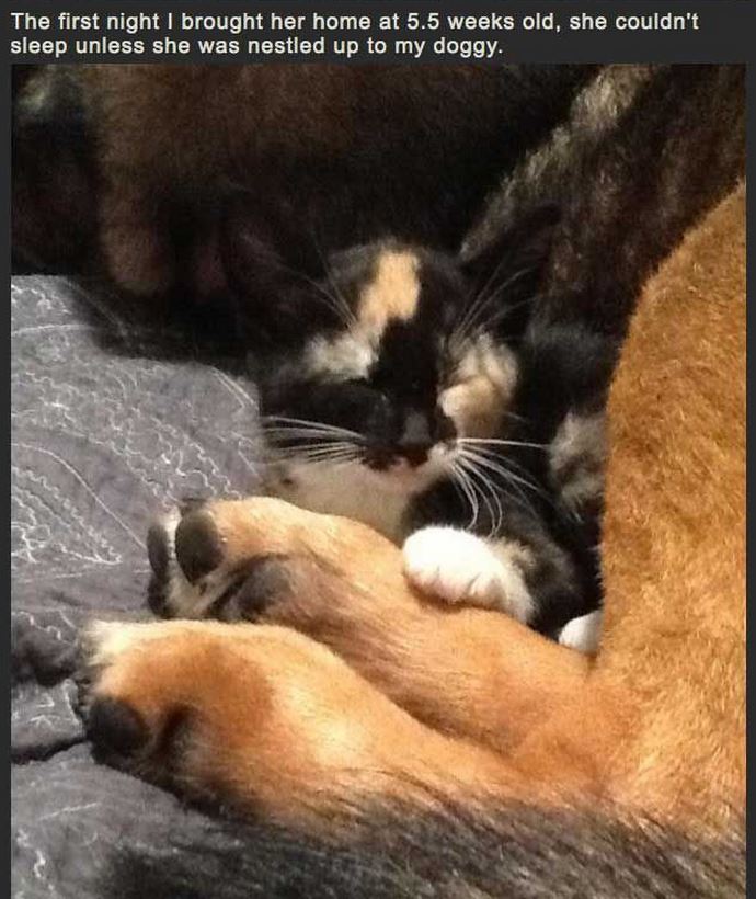 The first night I brought her home at 5.5 weeks old, she couldn't sleep unless she was nestled up to my doggy.