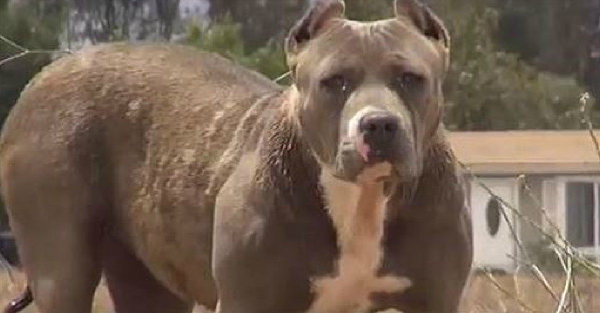 pitbull puppy rescue pit bull rescue shelters and adoption resources breeds picture pitbull puppy rescue pit bull rescue shelters and adoption resources breeds picture