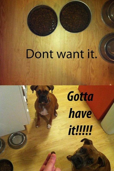 hilarious-dog-owners-situations-7.jpg