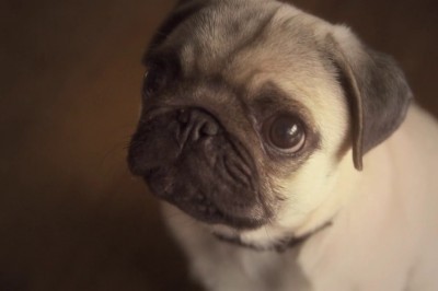 walter-the-office-pug-400x266