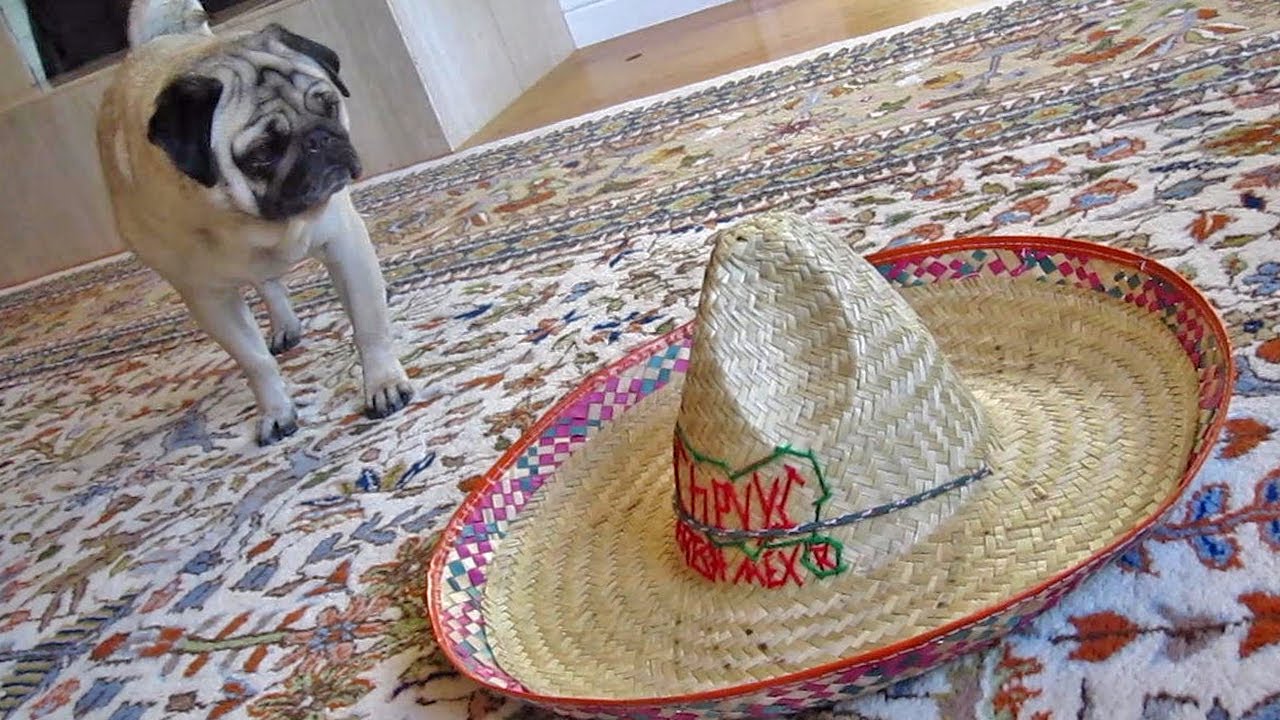 tale pugs a tale of a pug and a sombrero page 2 of 2 the waggington post tale pugs a tale of a pug and a sombrero page 2 of 2 the waggington post