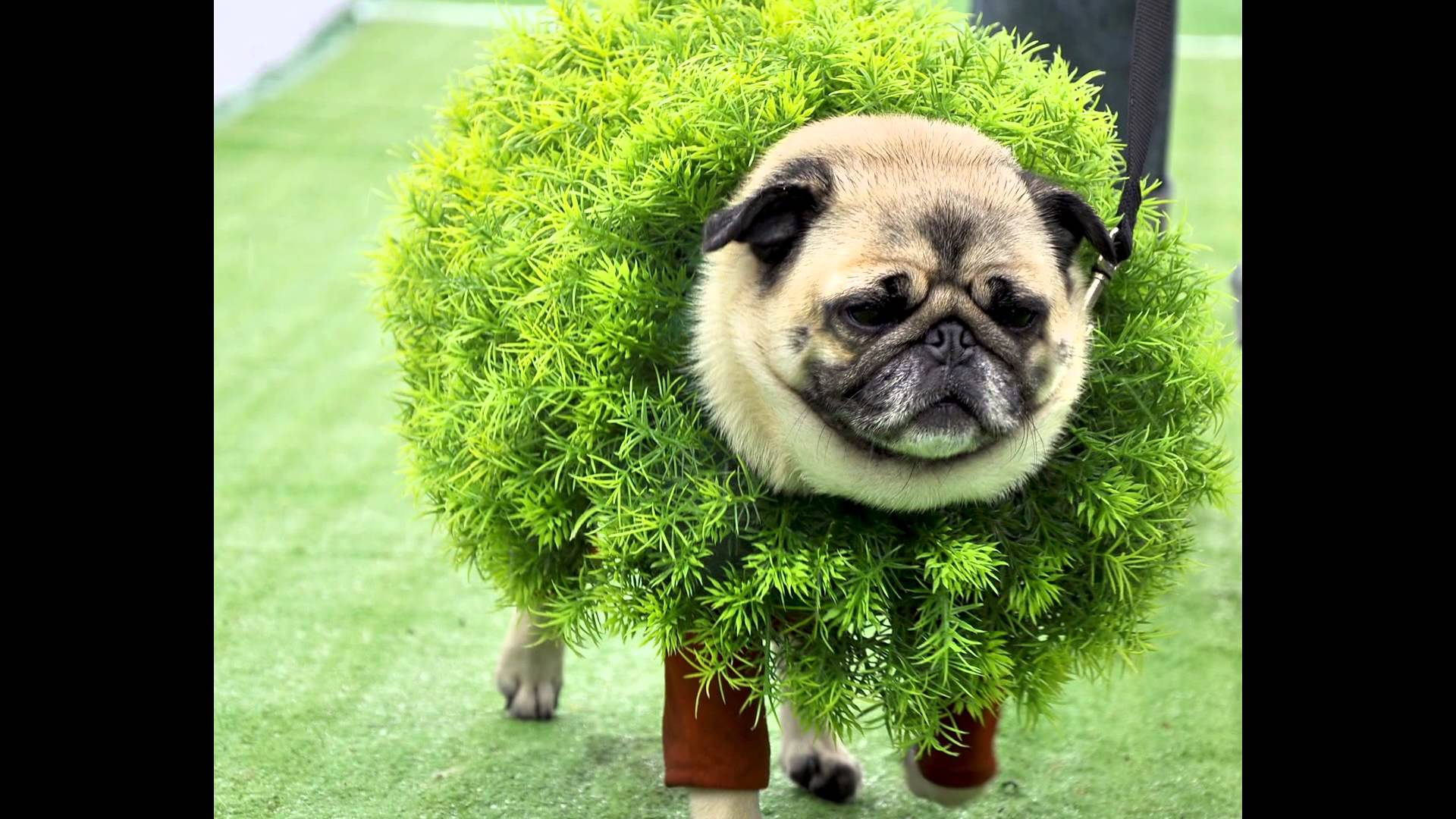 Pugs Adorable Matter But They Even More Pugs Adorable Matter But They Even More