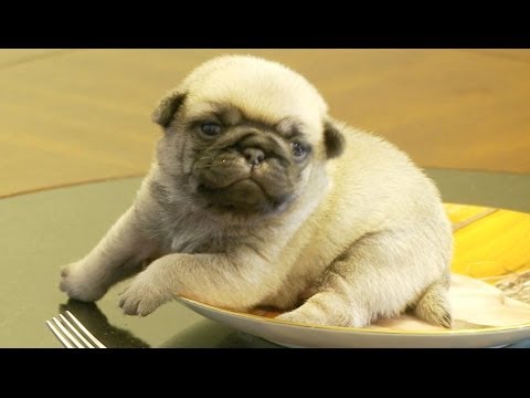 stuck pug pug puppy stuck on pug plate so i m dying the waggington post stuck pug pug puppy stuck on pug plate so i m dying the waggington post