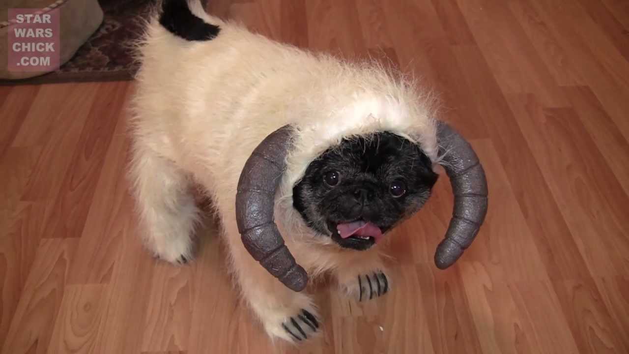 wars pug costumes pug wearing wa costume can there be anything cuter than a wug lol the wars pug costumes pug wearing wa costume can there be anything cuter than a wug lol the
