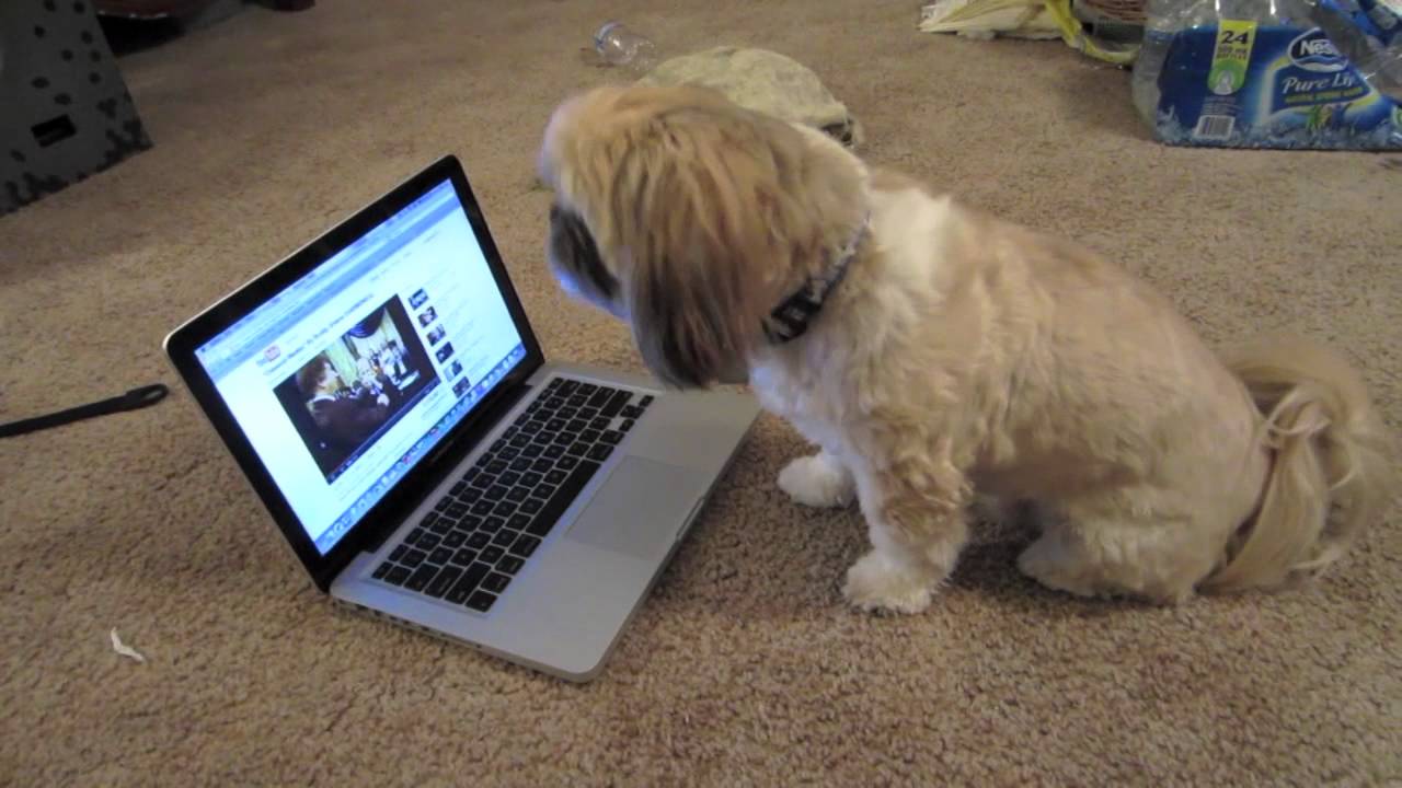 singing shih tzu the snoring bulldogs adorable the waggington post singing shih tzu the snoring bulldogs adorable the waggington post