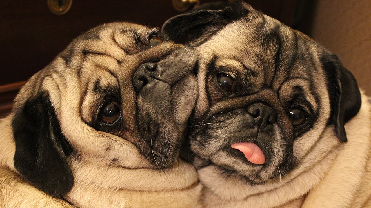 pair of pugs these cuddling quot bonded pair quot pugs will make you smile guaranteed the waggington post pair of pugs these cuddling quot bonded pair quot pugs will make you smile guaranteed the waggington post