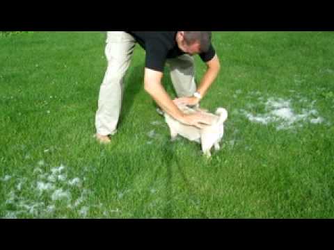 do pugs shed a lot do pugs shed amazing shedding pug hair removal technique the waggington post do pugs shed a lot do pugs shed amazing shedding pug hair removal technique the waggington post