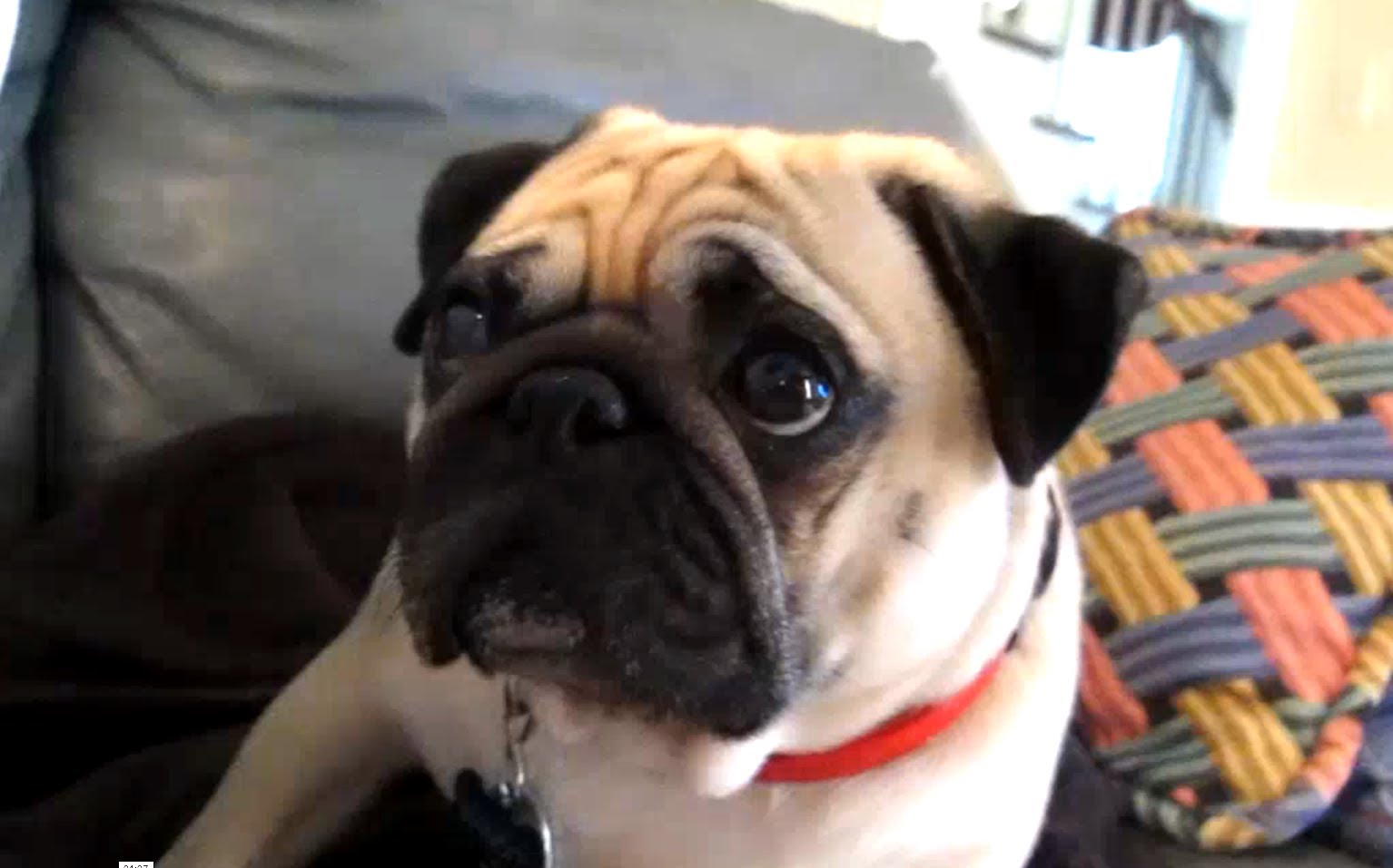 bad pug pug gets scolded takes it bad pug pug gets scolded takes it