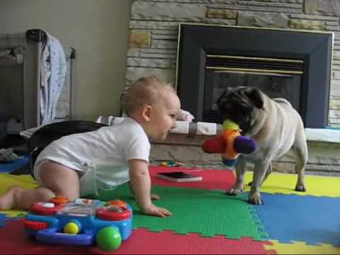 pug vs baby pug vs baby the neverending battle the waggington post pug vs baby pug vs baby the neverending battle the waggington post
