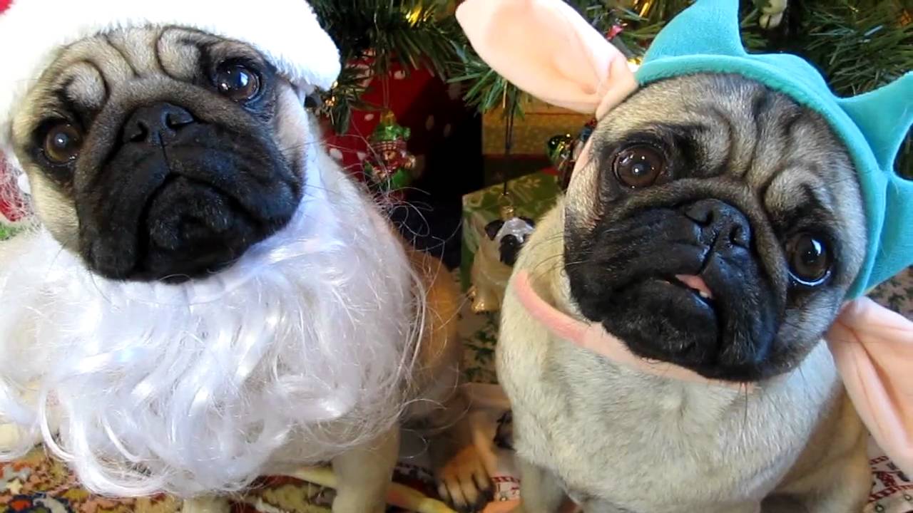 Santa Pug And The Dutiful Elf Pug