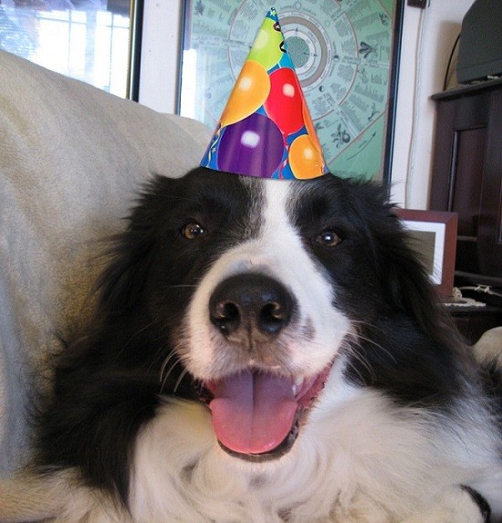 Border Collie birthday picture