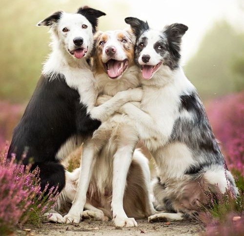 Border Collie friends