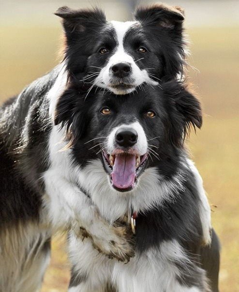 Border Collie friendship