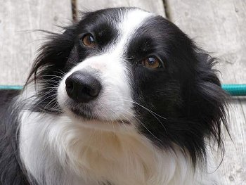 Border Collie happy eyes