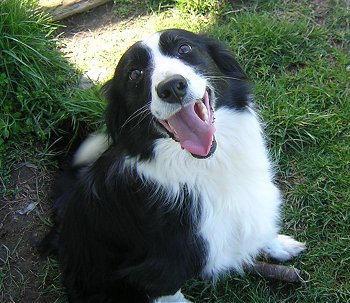 Border Collie happy