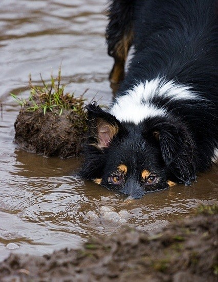 Border Collie in water