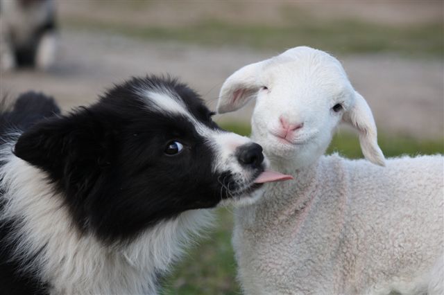 Border Collie puppy friend