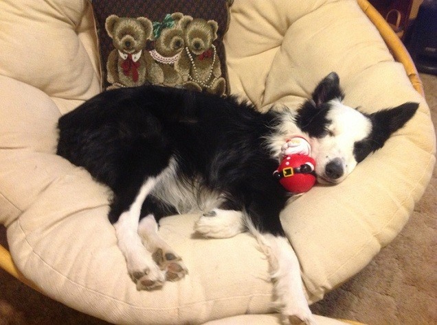 Border Collie sleeping cute