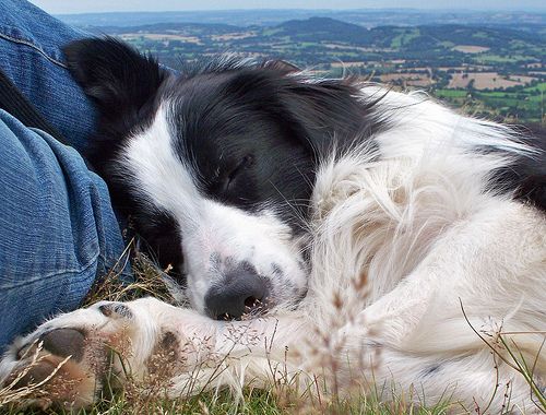 Border Collie sleeping