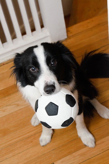 Border Collie with ball