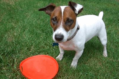 Jack Russell Terrier with frisbee