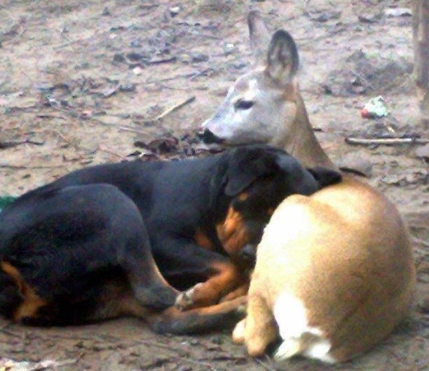 Rottweiler and deer