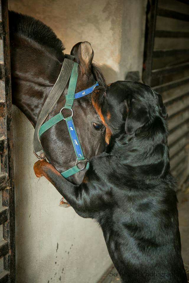 Rottweiler and horse friends
