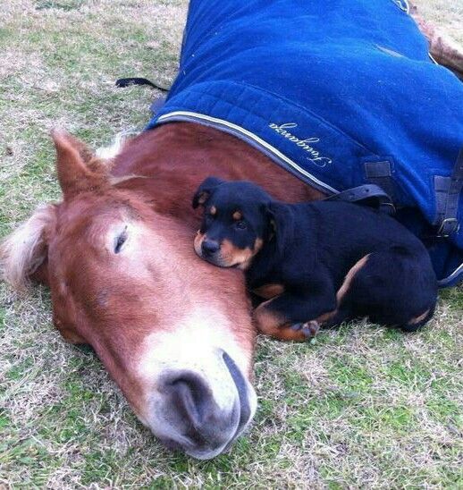 Rottweiler and horse