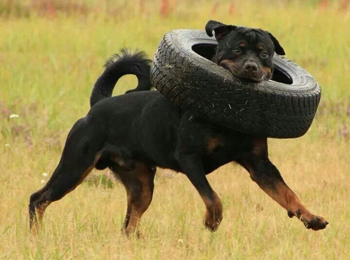 Rottweiler and tire