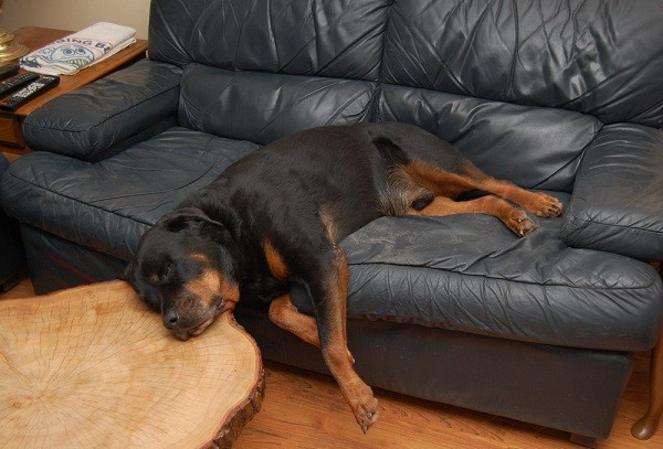 Rottweiler sleep