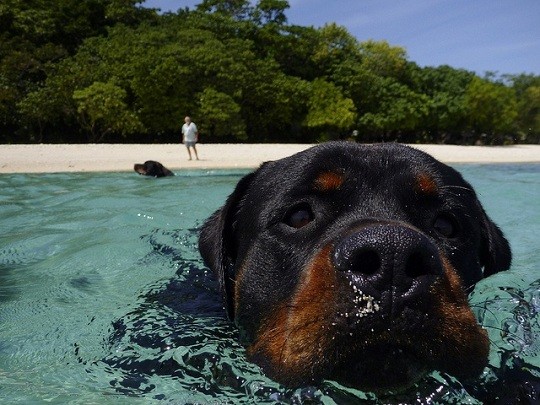 Rottweiler swimming